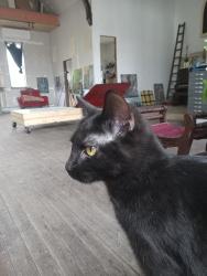Reunited Female Cat last seen Case and Edgerton, Saint Paul, MN 55130