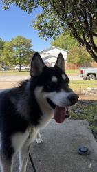 Reunited Male Dog last seen By Hollandale ln and heart side pl, Farmers Branch, TX 75234