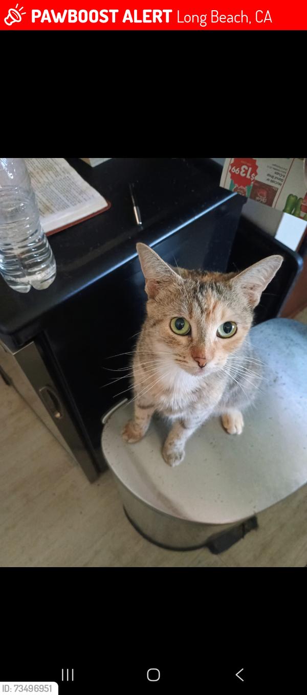 Lost Female Cat last seen in between 5th/ 6th st & alamitos Ave, Long Beach, CA 90802