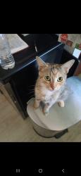 Lost Female Cat last seen in between 5th/ 6th st & alamitos Ave, Long Beach, CA 90802