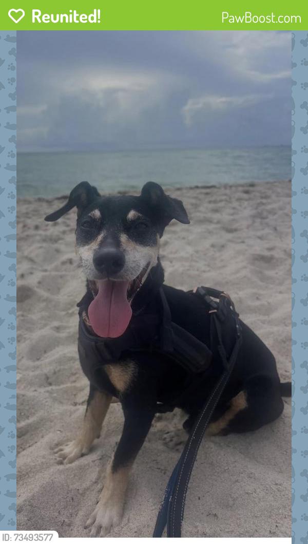 Reunited Male Dog last seen El Portal, FL, USA, El Portal, FL 33150