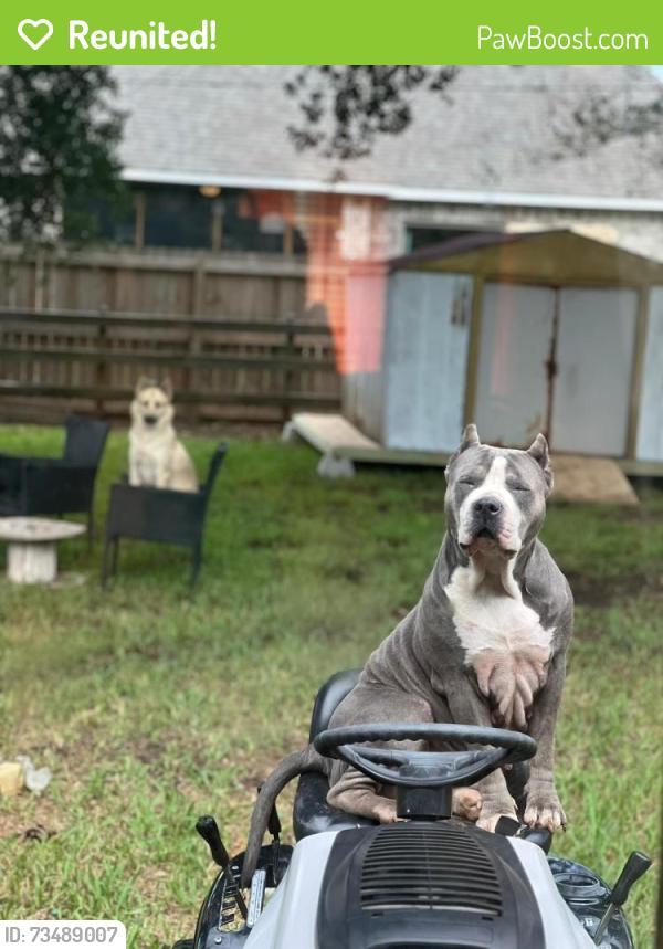 Reunited Female Dog last seen Near poppy st lakejackson tx 77566, Lake Jackson, TX 77566