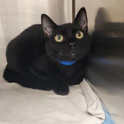 Shelter Stray Male Cat last seen , 3607 N Armenia Ave, Tampa, FL 33607, USA