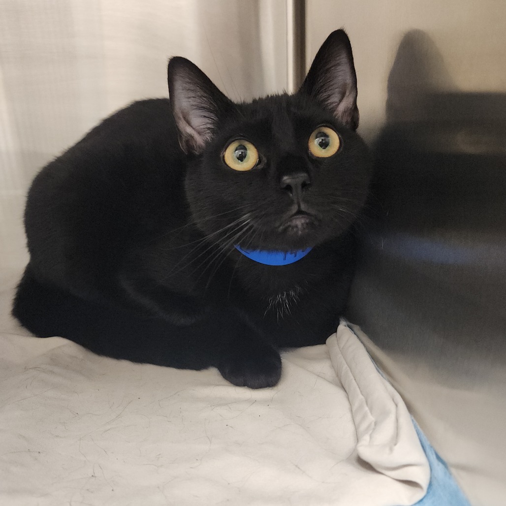Shelter Stray Male Cat last seen , 3607 N Armenia Ave, Tampa, FL 33607, USA