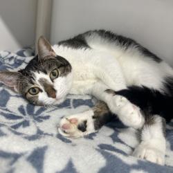 Shelter Stray Female Cat last seen , 3607 N Armenia Ave, Tampa, FL 33607, USA