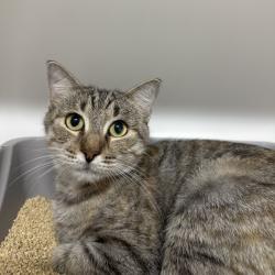 Shelter Stray Female Cat last seen , 3607 N Armenia Ave, Tampa, FL 33607, USA