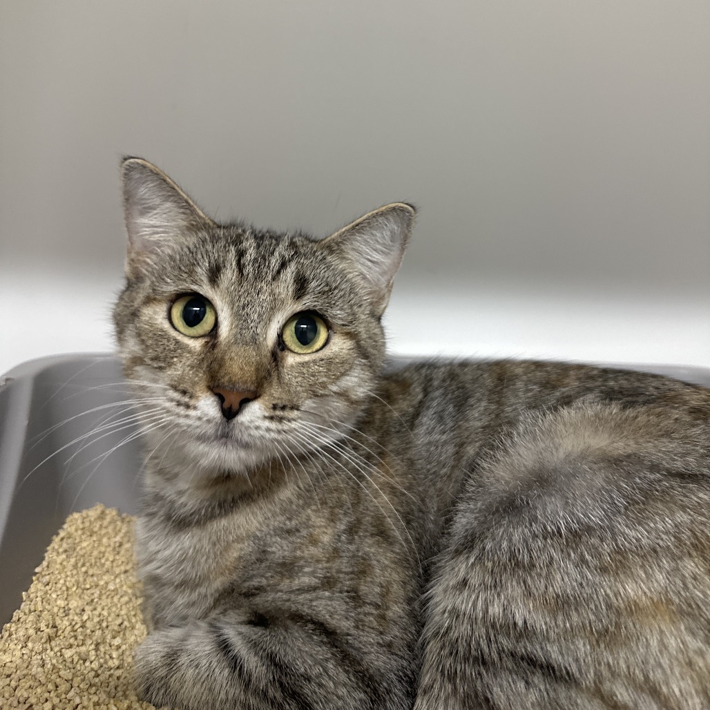 Shelter Stray Female Cat last seen , 3607 N Armenia Ave, Tampa, FL 33607, USA