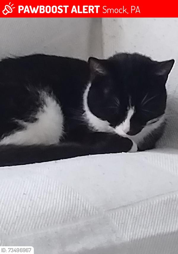 Lost Male Cat last seen Keisterville, Smock, PA 15480
