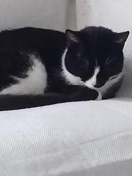 Lost Male Cat last seen Keisterville, Smock, PA 15480