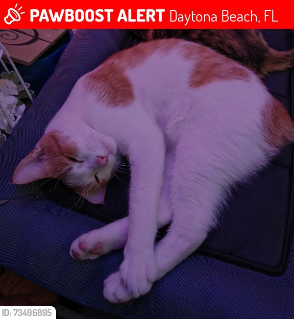 Lost Male Cat last seen 10TH STREET AND FOREST RIDGE, Daytona Beach, FL 32117