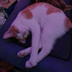 Lost Male Cat last seen 10TH STREET AND FOREST RIDGE, Daytona Beach, FL 32117