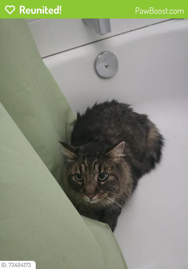 Reunited Male Cat last seen NE 10th Ave & NE Big Berry Loop, Oak Harbor, WA 98277