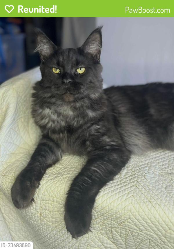 Reunited Male Cat last seen Vineyard Gate apmts, Roseville, CA 95747