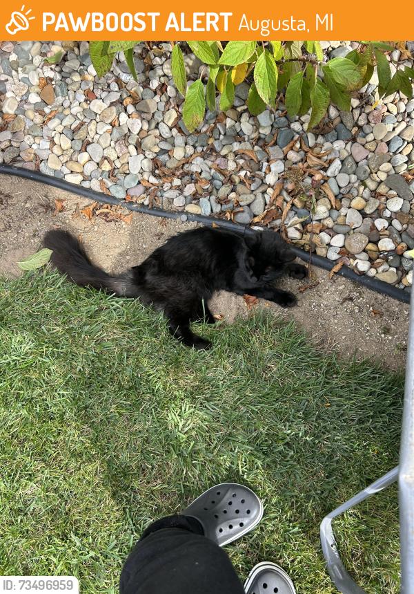 Found/Stray Unknown Cat last seen Augusta Drive, Augusta, MI 49012