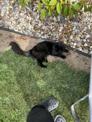 Found/Stray Unknown Cat last seen Augusta Drive, Augusta, MI 49012