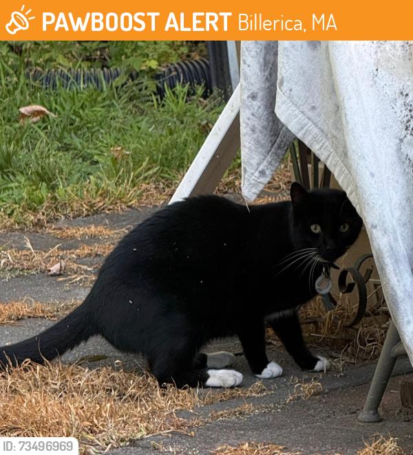 Found/Stray Unknown Cat last seen Elizabeth rd, Billerica, MA 01821