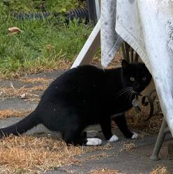 Found/Stray Unknown Cat last seen Elizabeth rd, Billerica, MA 01821