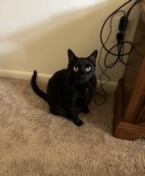 Reunited Male Cat last seen Near Pizza Time/Screpesi's Sandwich shop, Reading, PA 19611