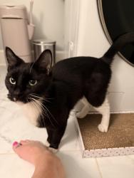 Found/Stray Unknown Cat last seen 36th & Main Street, Kansas City, MO 64111