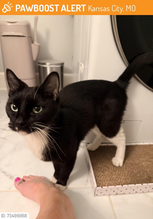 Found/Stray Unknown Cat last seen 36th & Main Street, Kansas City, MO 64111
