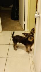 Found/Stray Male Dog last seen Gulfstream and Lake Worth rd, Lake Worth Corridor, FL 33461
