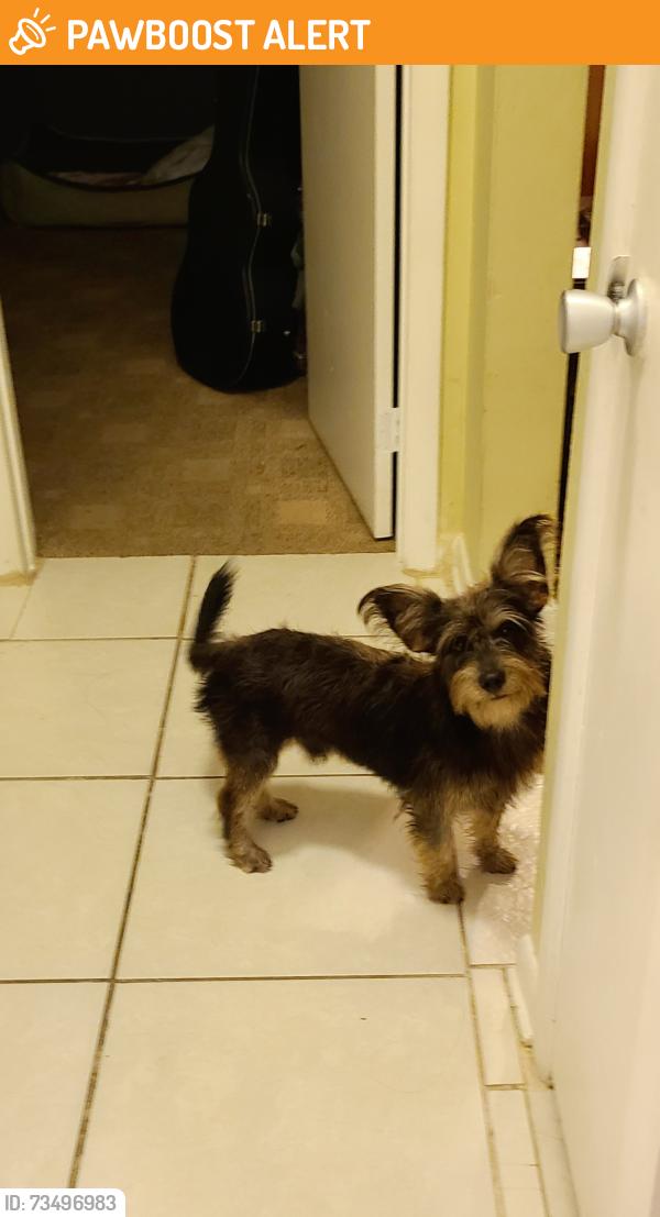 Found/Stray Male Dog last seen Gulfstream and Lake Worth rd, Lake Worth Corridor, FL 33461