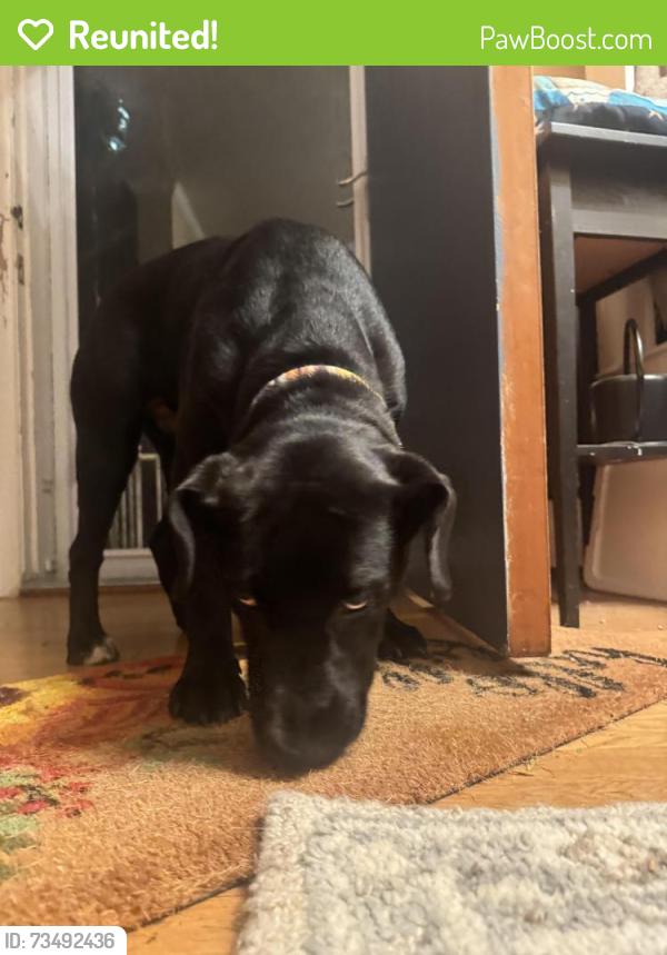 Reunited Female Dog last seen W college ave and Woodberry intersection, York, PA 17401