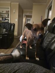 Reunited Female Dog last seen Austin peay, Memphis, TN 38128