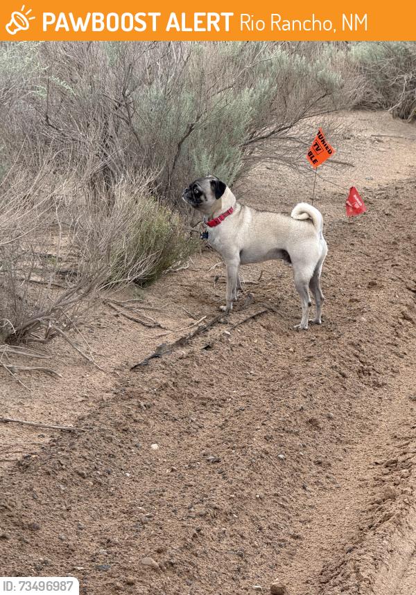 Found/Stray Unknown Dog last seen Just south of northern heading north, Rio Rancho, NM 87124