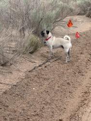 Found/Stray Unknown Dog last seen Just south of northern heading north, Rio Rancho, NM 87124