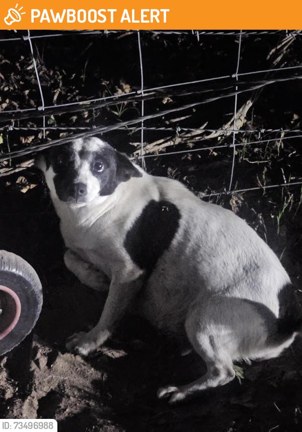 Found/Stray Female Dog last seen Quail Run, Guadalupe County, TX 78155