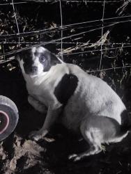 Found/Stray Female Dog last seen Quail Run, Guadalupe County, TX 78155