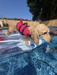 Reunited Female Dog last seen Scenic Highway & Creighton, Pensacola, FL 32504