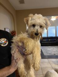 Reunited Unknown Dog last seen The Shores neighborhood, Rockwall, TX 75087