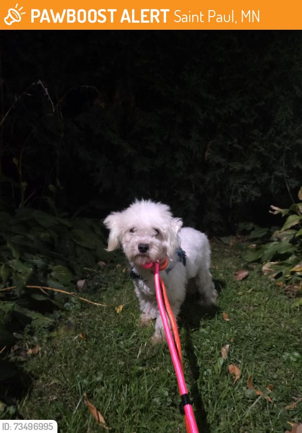 Found/Stray Male Dog last seen Cottage and mendota, Saint Paul, MN 55106