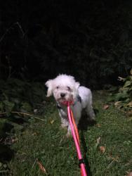 Found/Stray Male Dog last seen Cottage and mendota, Saint Paul, MN 55106