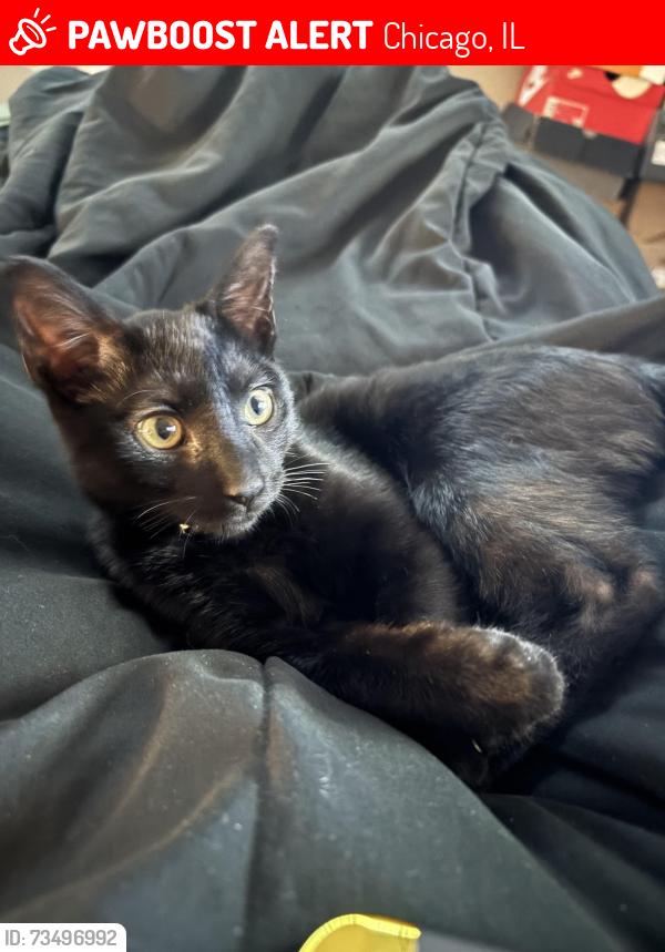 Lost Male Cat last seen Justine st by S Ashland ave, Chicago, IL 60620