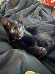 Lost Male Cat last seen Justine st by S Ashland ave, Chicago, IL 60620