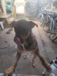 Lost Male Dog last seen Quintard, San Antonio, TX 78214