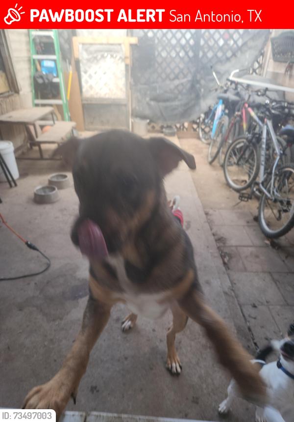 Lost Male Dog last seen Quintard, San Antonio, TX 78214