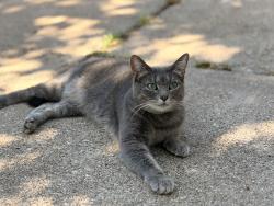 Reunited Female Cat last seen Pontiac Drive and Clover Park, Arlington, TX 76013