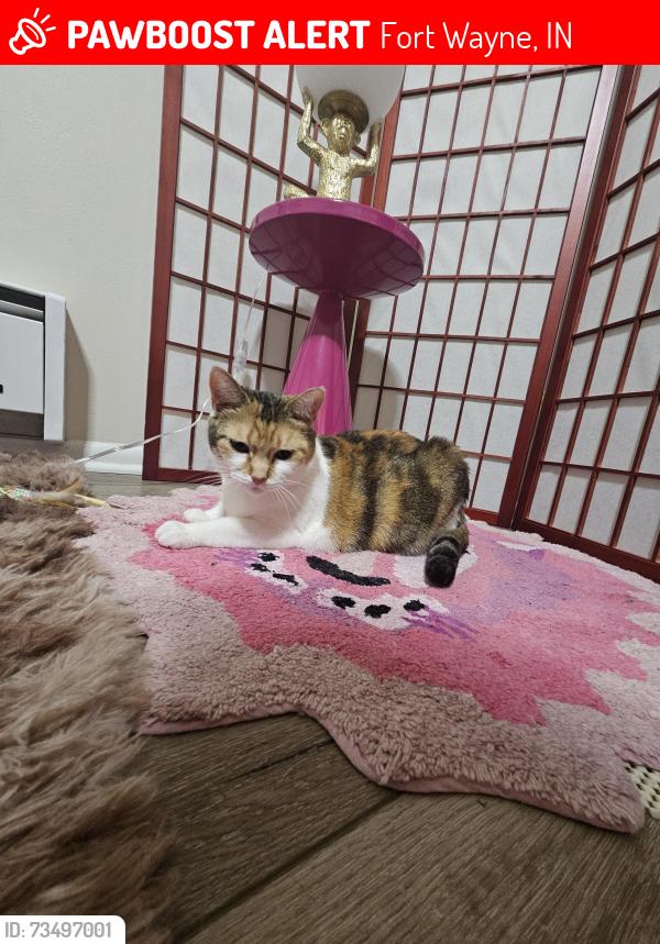 Lost Female Cat last seen Kentucky ave & Sallie ave, Fort Wayne, IN 46805
