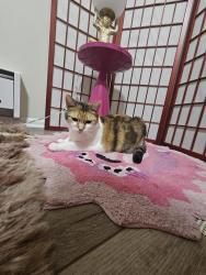 Lost Female Cat last seen Kentucky ave & Sallie ave, Fort Wayne, IN 46805