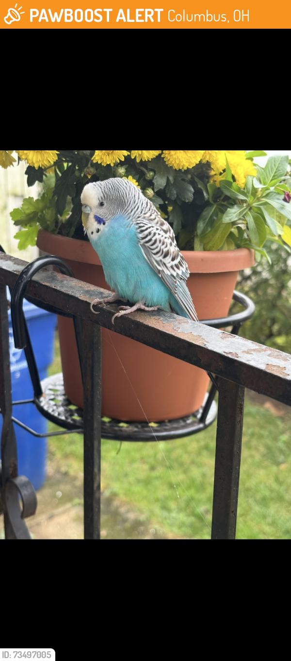 Found/Stray Male Bird last seen Skate Park, Columbus, OH 43223