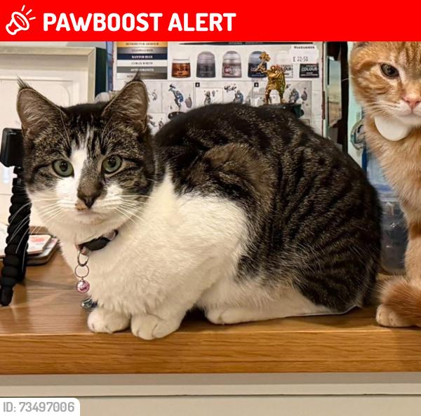 Lost Female Cat last seen Spencer's Wood, Shinfield, Hyde End Road, Berkshire, England RG7 1FA