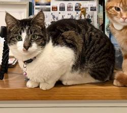 Lost Female Cat last seen Spencer's Wood, Shinfield, Hyde End Road, Berkshire, England RG7 1FA