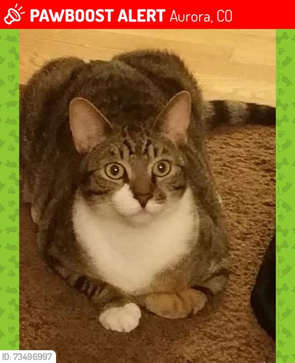 Lost Male Cat last seen 6th and Buckley, Aurora, CO 80011