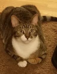 Lost Male Cat last seen 6th and Buckley, Aurora, CO 80011