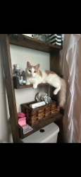 Lost Male Cat last seen Logan street, Round Rock, TX 78664