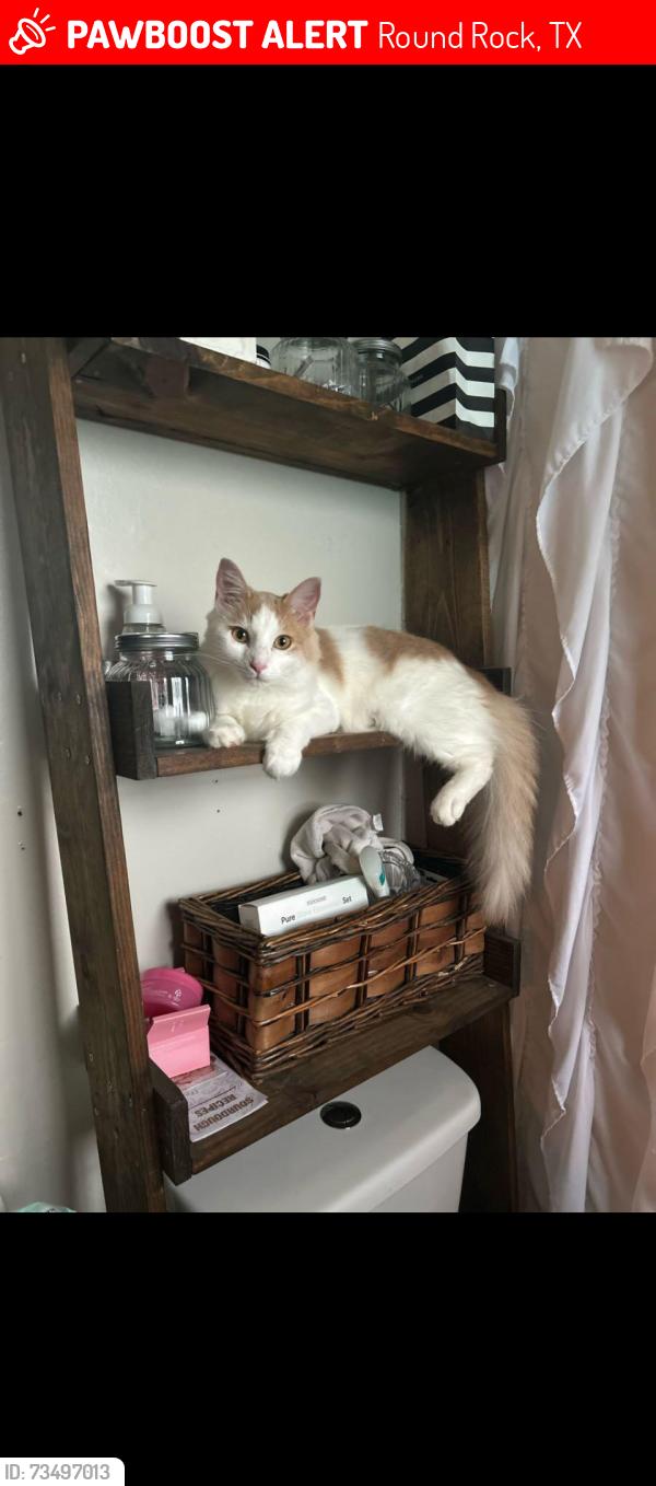 Lost Male Cat last seen Logan street, Round Rock, TX 78664